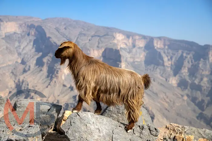 Discover the Majesty of Jabal Shams: a breathtaking mountain destination in Wilayat Al Hamra (District), Al Dakhiliyah Governorate, reaching over 3,000 metres above sea level and attracting adventure seekers, nature lovers, and travellers exploring Oman’s diverse landscapes