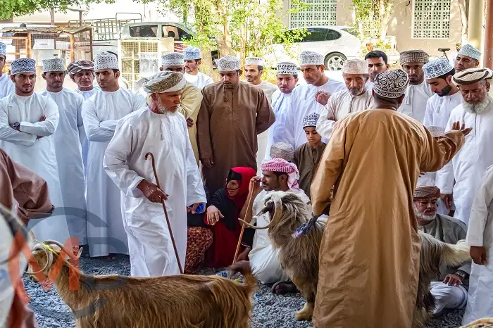 Nizwa Sheep Market: a vibrant traditional livestock market in Nizwa (Wilayat), Ad Dakhiliyah Governorate showcasing Omani heritage and agricultural practices