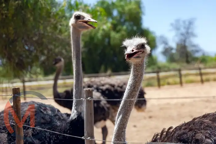 Ostrich Park: a family-friendly park in Wilayat Nizwa (District), Ad Dakhiliyah Governorate known for playful ostriches and a serene environment